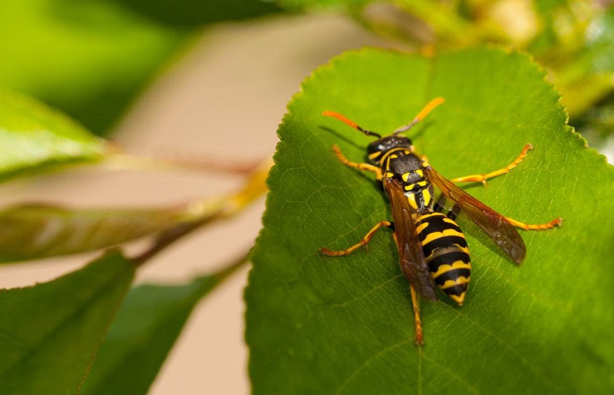 Wasps, Bees, and Spiders in Your Home